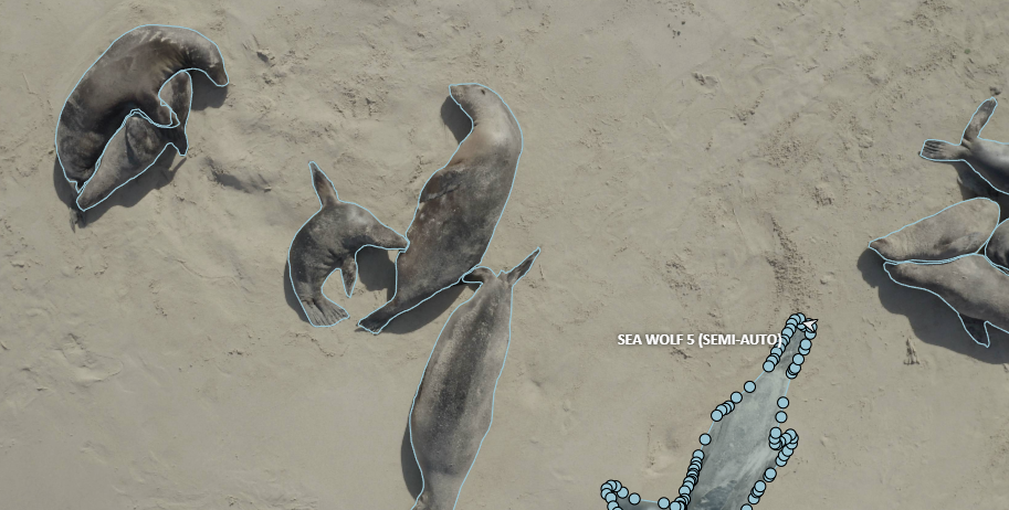 AI for Marine Conservation Project